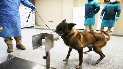 K9 köpekleri Kovid19 hastalarını teşhiste son aşamaya yaklaştı