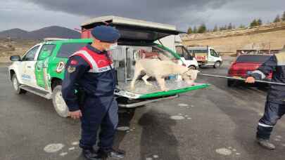 Kayseri’de jandarma yasaklı ırk köpeği barınağa götürdü