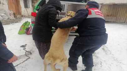Tokat’ta köpeği tüfekle vurduğu iddia edilen kişi hakkında yasal işlem başlatıldı 