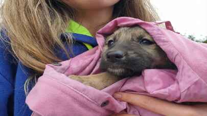 Terkedilen köpek yavrularına gençler sahip çıktı