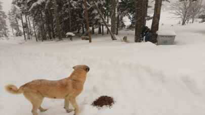 Yaylada yiyecek bulamayan köpeklerin imdadına jandarma koştu