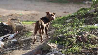 Yasak getirilmişti! Başıboş pitbull barınağa götürüldü