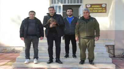 Mersin’de yaralı bulunan kızıl şahin tedavi altına alındı