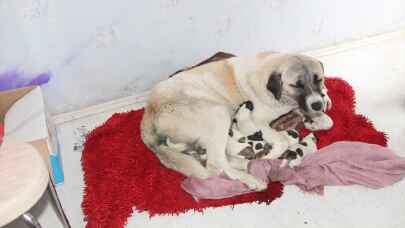 Amasya’da sokakta doğum yapan köpek ile yavrularına esnaf sahip çıktı