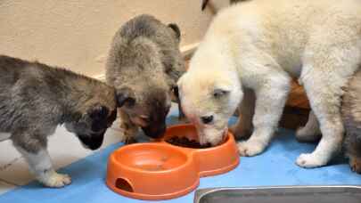 Erzurum’da donmak üzereyken bulunan 63 köpek yavrusunun durumu iyi
