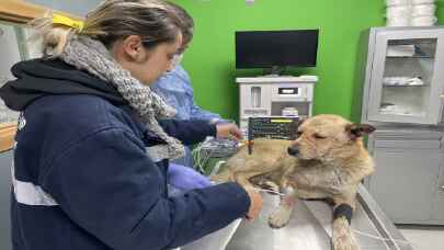 Silahla vurulan köpek görme yetisini kaybetti.