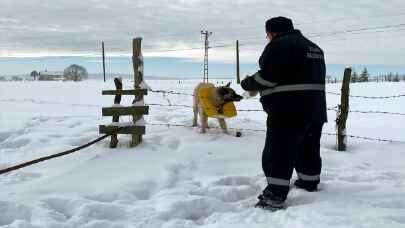 Son Dakika! Karabük'te boynuna çöp kutusu takılan köpeğin zor anları!