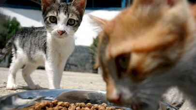Kedi ve Köpek mama fiyatlarına yüzde 50 zam yapıldı!