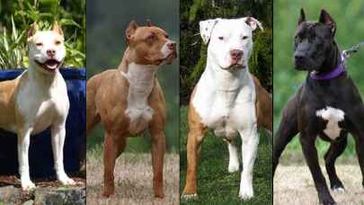 14 Ocak uzatılacak mı? Yasaklı 6 köpek ırkının kaydı için son gün 14 Ocak denildi 