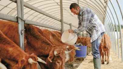 Bursa'da hayvancılık ne durumda? Ot yoksa ucuz et yok
