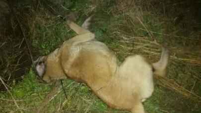 Bursa Mudanya'da zehirlenen 9 köpek telef oldu