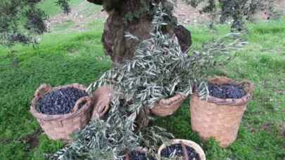 Bursa'nın zeytin tarlaları maden mi olacak?