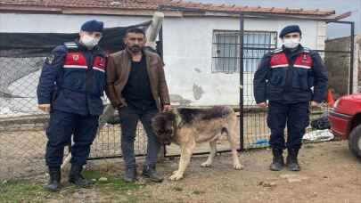 Kırıkkale'de çaldığı köpeği tanınmaması için boyayan şüpheli yakalandı