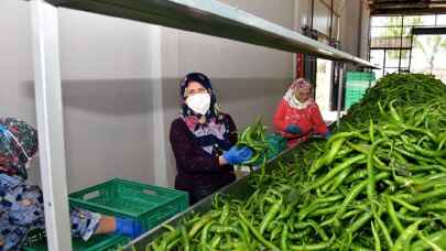 Migros, Bursa Yenişehirli üreticiden alım yapacak