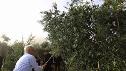 Muğla zeytinliklerin korunması için hukuki mücadele başlatıyor