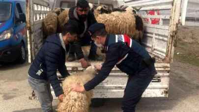 Elazığ'da kayıp hayvanları Jandarma buldu