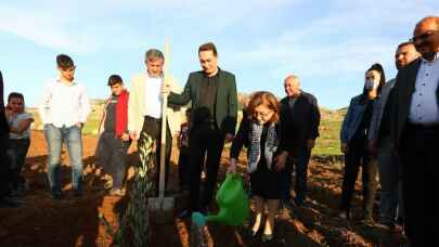 Gaziantep Büyükşehir Nurdağı'nda zeytin fidanlarını toprakla buluşturdu 