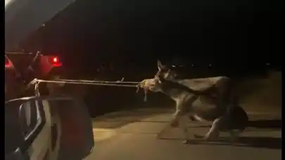 Akıl almaz vicdansızlık! Eşekleri arabanın arkasına bağladı ve...