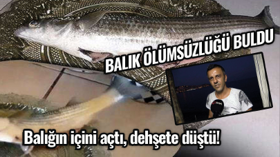 Balığın içini açtı, dehşete düştü! Çığlık çığlığa kaldı