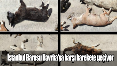 İstanbul Barosu Havrita'ya karşı harekete geçiyor
