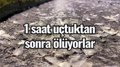Ömrü kelebekten bile kısa! 1 saat uçtuktan sonra ölüyorlar