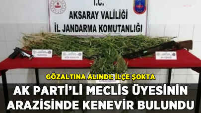 AK Parti'li meclis üyesinin arazisinde kenevir bulundu