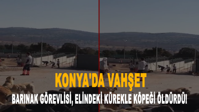 Konya'da vahşet: Barınak görevlisi, elindeki kürekle köpeği öldürdü!