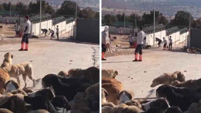 Konya'daki köpek katliamında yeni gelişme: Engelleme geldi
