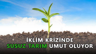 İklim krizinde susuz tarım umut oluyor