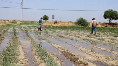 Tarım elemanı sorununa üreticiden '2 bin TL vermeye razıyız' çıkışı