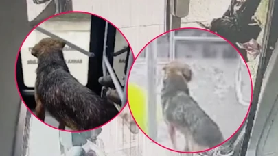 Sahipsiz köpek halk otobüsüne binerek yolculuk yaptı! O anlar güvenlik kamerasında