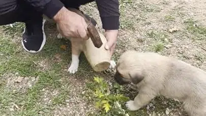 Artvin’de restoranda yavru köpeğin kafası testiye sıkıştı: Müşteri kurtardı