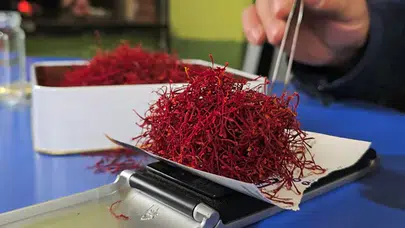 Amasya’da kırmızı altın safranın gramı 500 TL’ye satılıyor