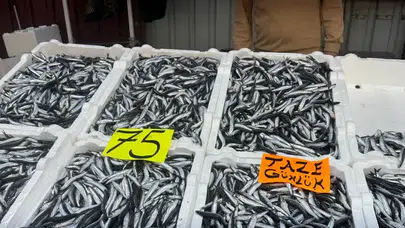 Zonguldak’ta hamsi fiyatları 75 liraya düştü