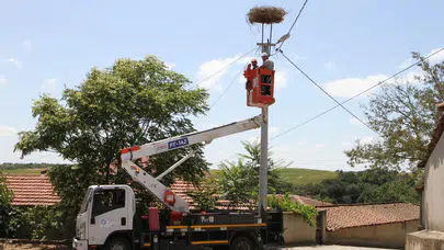 Trakya’da leylekler için güvenli yuvalar
