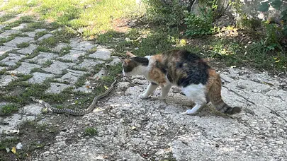 Bayburt’ta kedi ile yılanın mücadelesi