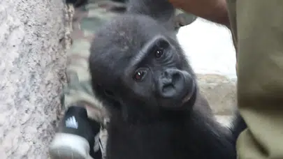 Yavru goril Zeytin Türkiye’de kalacak: DNA testi menşeini ortaya çıkardı!