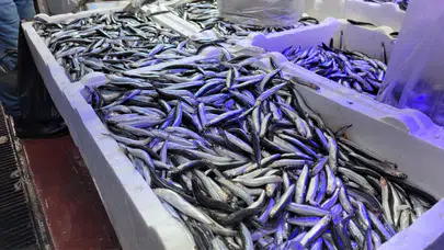 Samsun’da balık bolluğu: Hamsi ve istavrit 75 liraya düştü