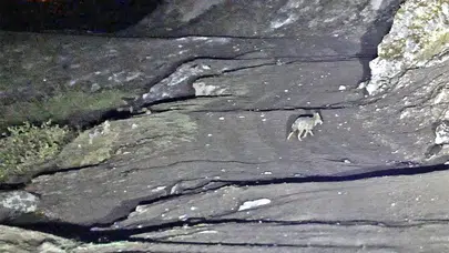 Bitlis’te budaklı kaplıcalarında yüzen insanların yakınına kurtlar geldi