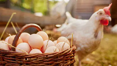 Yumurta üretimi azaldı