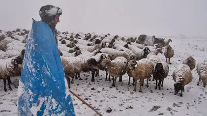 Erzincanlı küçükbaş üreticileri yaylalarda kara yakalandı
