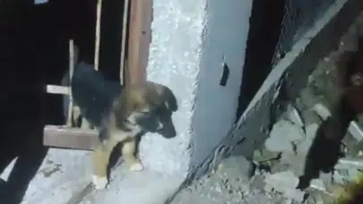 Hatay’da demir korkuluklara sıkışan yavru köpek kurtarıldı