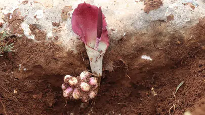 Karaman’da şaşırtan keşif: Mantar ararken yeni bitki türü buldu