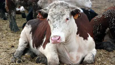 Deli Dana Hastalığı nedir? Hastalığın belirtileri, bulaşma yolları ve tedavisi