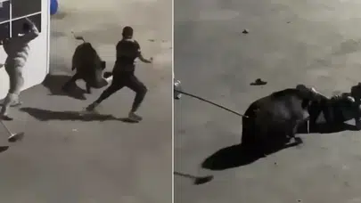 Maslak'ta şantiyede yaban domuzu paniği