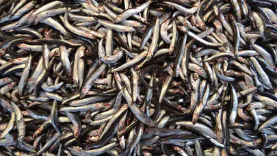 Edirne’de hamsi fiyatları düşünce tezgahlar şenlendi