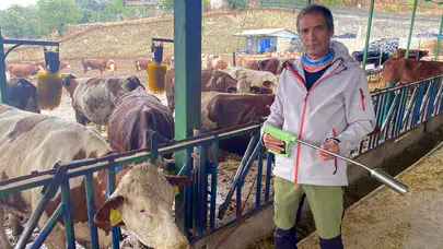 Hayvancılıkta yapay zekâ kullanımı: Hayvanın midesine sensör yerleştiriliyor!