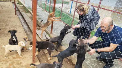 Germencik’te sokak hayvanları rehabilitasyon merkezi açılış için gün sayıyor