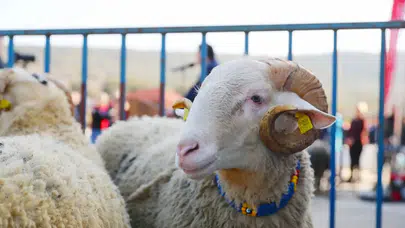 Aliağa’da damızlık koyun dağıtımının ikinci etabı başlıyor