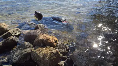 Bodrum’da yavru akdeniz keşiş foku yaralı halde kıyıya vurdu: Kurtarılamadı